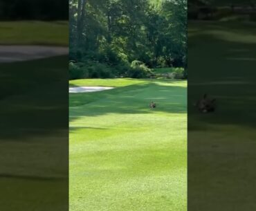 GIR…… or maybe not. (via g_bushwell IG)