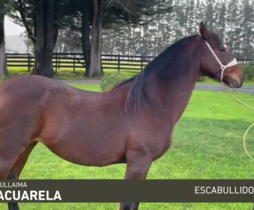497 ACUARELA