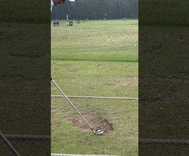 Stop Scrolling! It's a Herbert Stinger. 🔥 #shorts