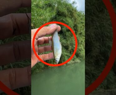 La mejor carnada para pescar GUAPOTES DE RÍO #pesca #peces #tutorial