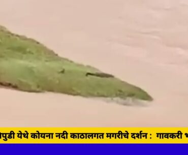 मौजे त्रिपुडी येथे कोयना नदी काठालगत मगरीचे दर्शन : गावकरी भयभीत