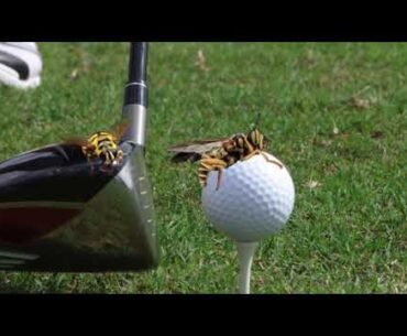 Golf course worker intubated after bees sting him 2,000 times, Arizona firefighters say
