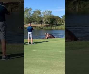 Golf in Africa is different #golf #shortvideo