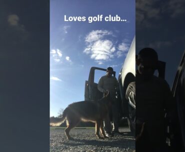 Bella and her golf club #gsd #germanshepherd #golf  #gsdpuppy #gsd