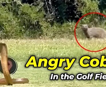 Angry cobra makes teeing off difficult for lady golfers