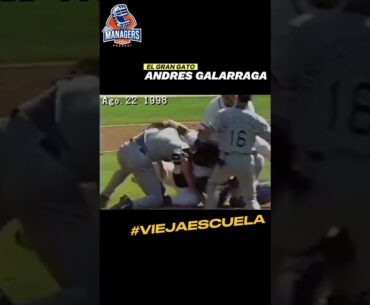 "El Gran Gato" Andrés Galarraga #beisbol #beisbolvenezolano #lvbp #mlb #mlbvenezuela