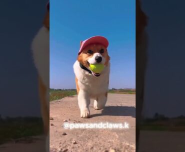 - Golf, babe? #shorts #corgi #dog #cute #cutedog