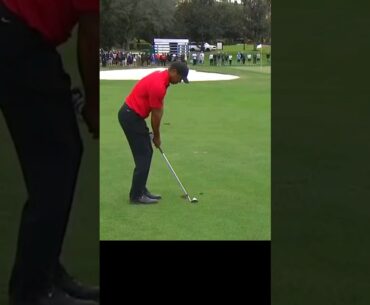 Tiger Woods Saucy Wedge Shot #golf #tigerwoods #shorts