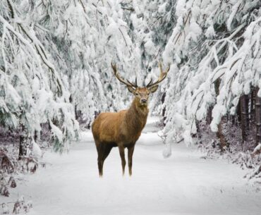 Peaceful Music, Relaxing Music, Instrumental Music, "Snowy Winter Pines" By Tim Janis