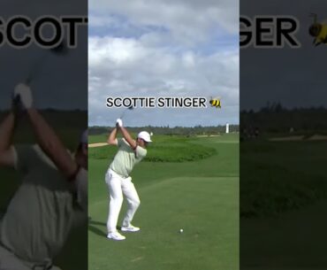 Stingers by Scottie Scheffler as the PGA Tour returns this week in Maui 🐝 #pgatour #golf