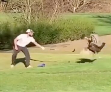 Golfer Fights A Turkey On The Course