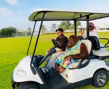 Want to hire this driver? Lol Please don't forget to like our page and visit our site for perfect golf bags. https://www.golfsquatch.com/golf-bag-reviews/