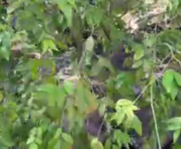 Planting Shatzer’s Hybrid Plinia trunciflora mother tree and more Live w/ YearOneOrganics