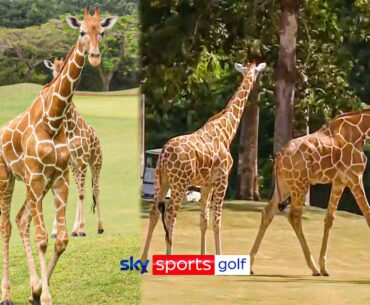 Giraffes INTERRUPT play at Golf Tournament 😍🦒