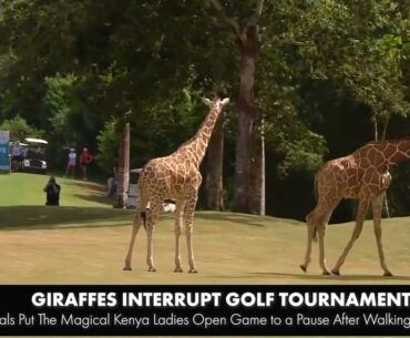 Giraffes interrupt Magical Kenya Ladies Open European Golf Tournament Finals in Kilifi County