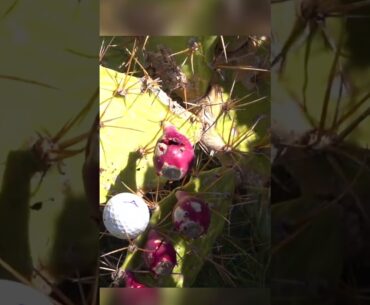 THIS WAS THE FUNNIEST GOLF SHOT I HAVE EVER SEEN!!!