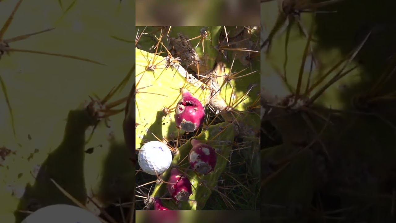 THIS WAS THE FUNNIEST GOLF SHOT I HAVE EVER SEEN!!! THIS WAS THE FUNNIEST GOLF SHOT I HAVE EVER SEEN!!!