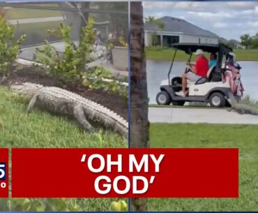 Big Florida alligator chases after unsuspecting golfers in a golf cart