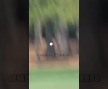 Scottie Scheffler's Hole out at The Player's Championship #golf #pga #golfing