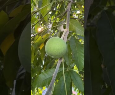 Sue Belle White Sapote