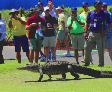 Next on the tee: ALLIGATOR | 🐊 disrupts Zurich Classic of New Orleans