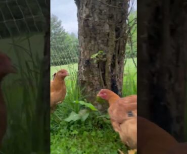 Chickens and the Harry Potter theme