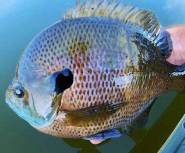 Fishing for DINNER PLATE BLUEGILLS!!!