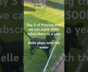 Day 3 #adorable #puppy #belle #dog #cute #nice #trending #shorts #viral #youtubeshorts#dogs#labrador