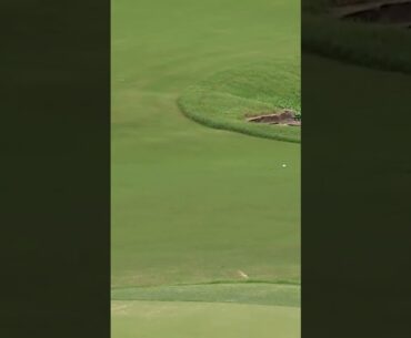 One in a BILLION golf shot! 😱