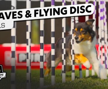 Incredible Dog Challenge: Weave, Flying Disc, Fetch It National Final | NBC Sports