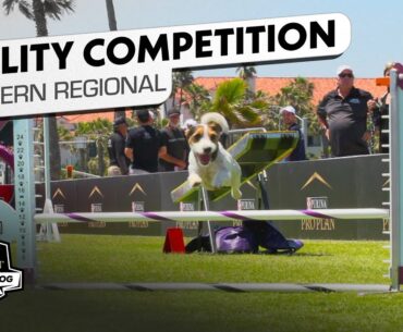 Incredible Dog Challenge: Agility Western Regional | NBC Sports