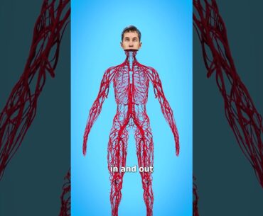 How Long Are Your Blood Vessels? 🤔