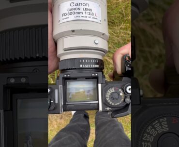 Golf through the lens of a 1970s 35mm film camera ⛳️🎞️