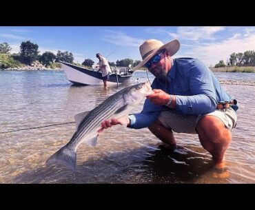 Drift Boat Excursion For Lower Sacramento River Shad & Striped Bass (4K)