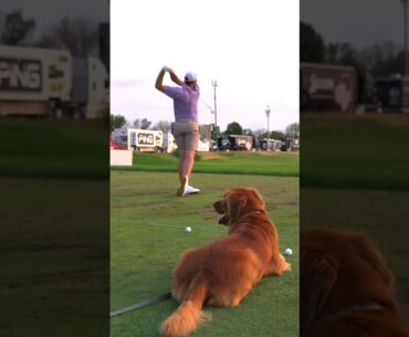 Golden hour. Literally.Robby Shelton's pup, Riggs, was helping his dad dial it in at 3M Open 🥹