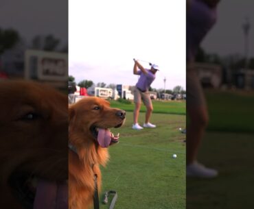 Good boy spotted on the course 🐶🏌️‍♂️