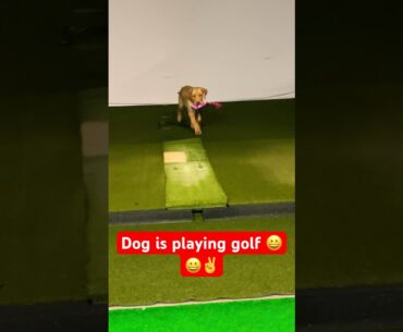 Our Dog Caleb is playing Golf😀