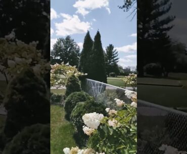 Living in Paradise,Hydrangea Garden