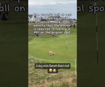 Golf Dog - Golf Rules Explained