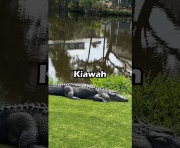 I Just Found the Best Golf App