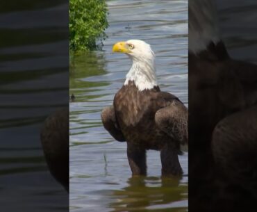 A different kind of eagle on the golf course 🦅