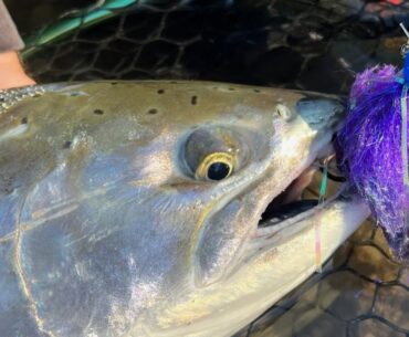 Twitching for Salmon! |  Techniques, colors, and strategies to catch more fish!