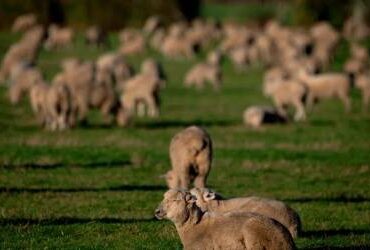 Golf-Sheep sacked after 55 years as New Zealand course turns to mowers