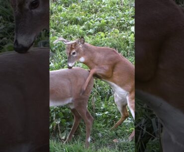 Best Caption Wins A Chuckle, Confused Buck Mounts A Decoy #shorts #hunting #wildlife #animals