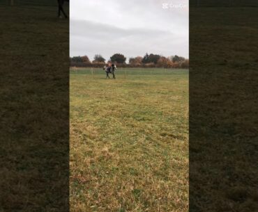 Rate my canter out of 10 🥰🥰🥰 #horse