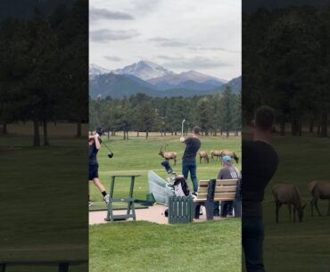 He was intentionally hitting golf balls at this elk - this was not the first. What would you do?