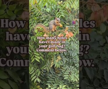 Squirrels eating holes in your golf bag? #golf #nature #squirrel #golfbag