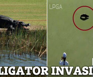 Terrifying Moment: Massive Alligator Invades Golf Course Before Otter Stop Play @ Florida Tournament