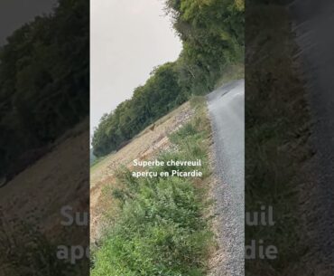 Belle nature #chasseur #hunting #hunt #animals #animal #beautiful #picardie #chevreuil