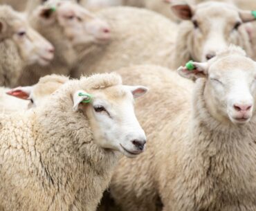 Golf: Sheep sacked after 55 years as New Zealand course turns to mowers
